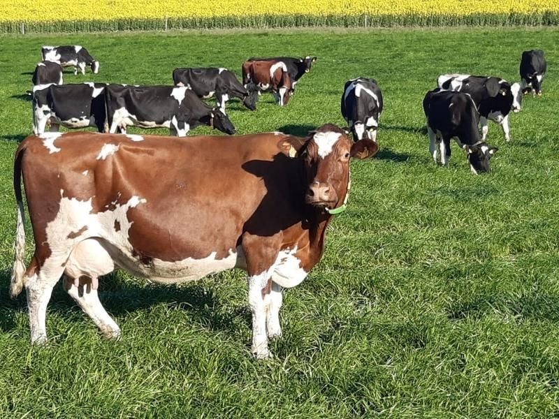 Steinäckerhof - Familienfreundlicher Bauernhof im Hunsrück Steinäckerhof - Familienfreundlicher Bauernhof im Hunsrück