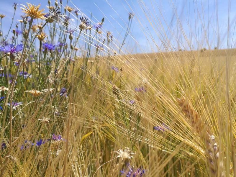 Steinäckerhof - Familienfreundlicher Bauernhof im Hunsrück Steinäckerhof - Familienfreundlicher Bauernhof im Hunsrück