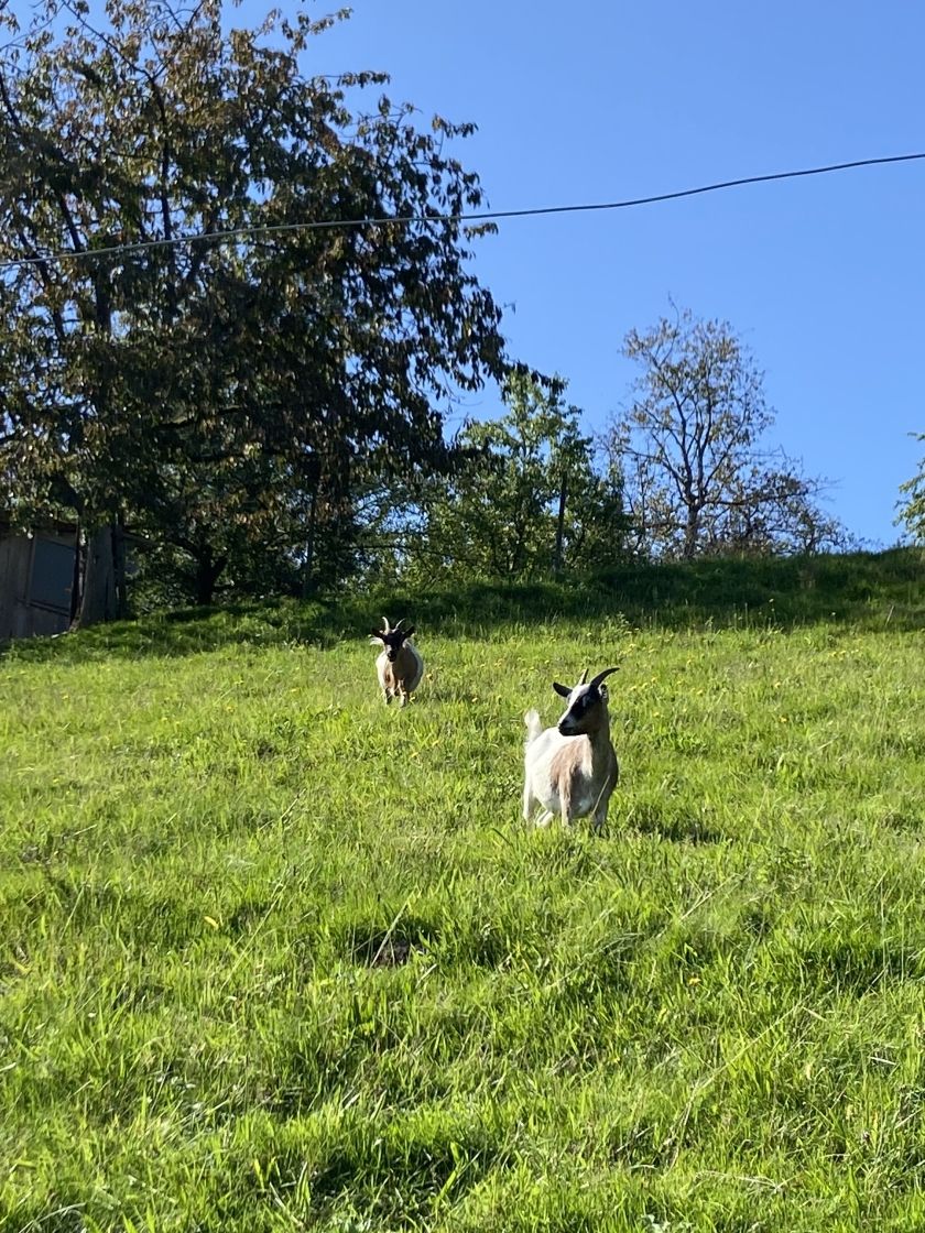 Ferienhof Brutoni Ferienwohnung Schwarzwaldtraum 