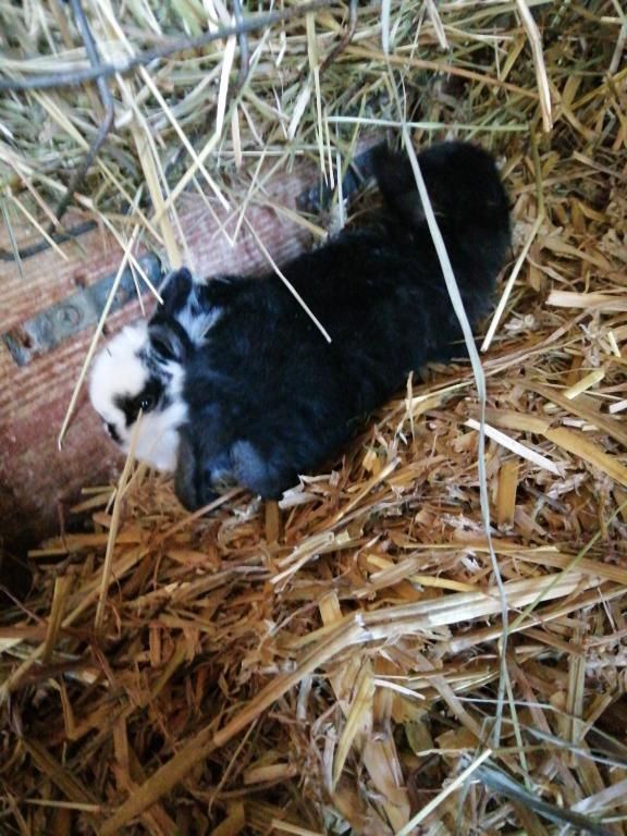 Ferienwohnungen Waldmann Ferienwohnungen Waldmann