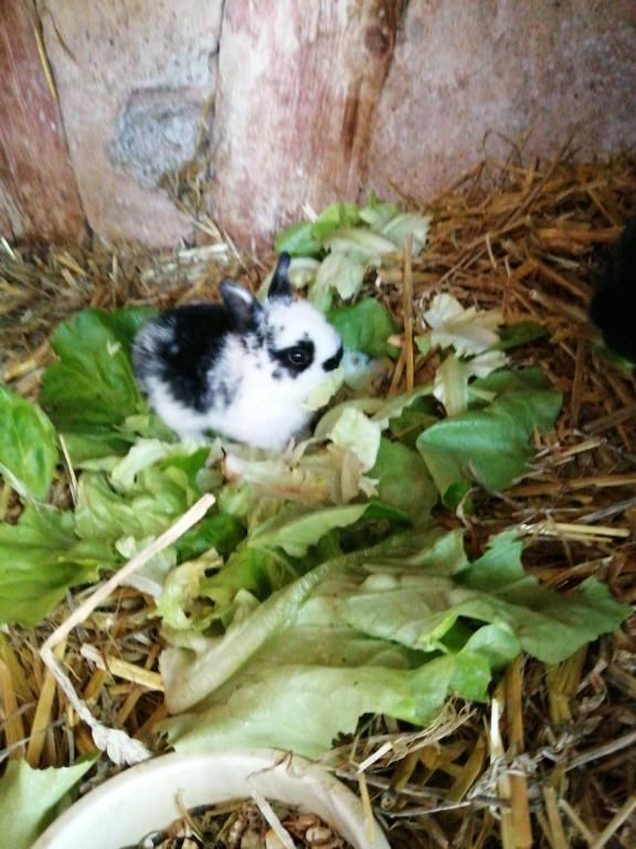 Ferienwohnungen Waldmann Ferienwohnungen Waldmann
