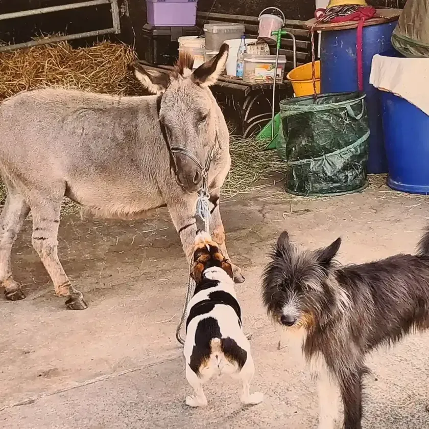 Ferienhaus Kurt - Kurt’s Heisje