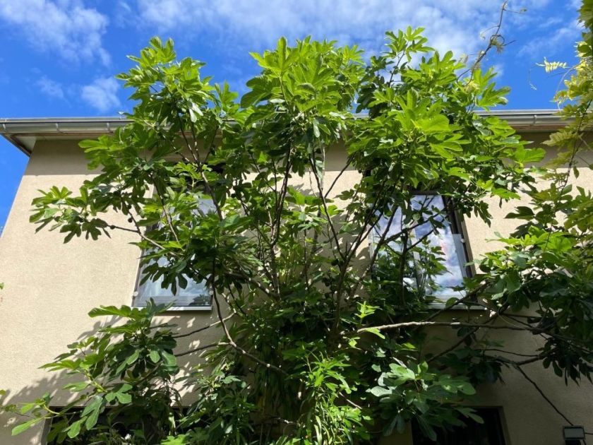 Boutique-Guesthouse Jugendstil-Hof