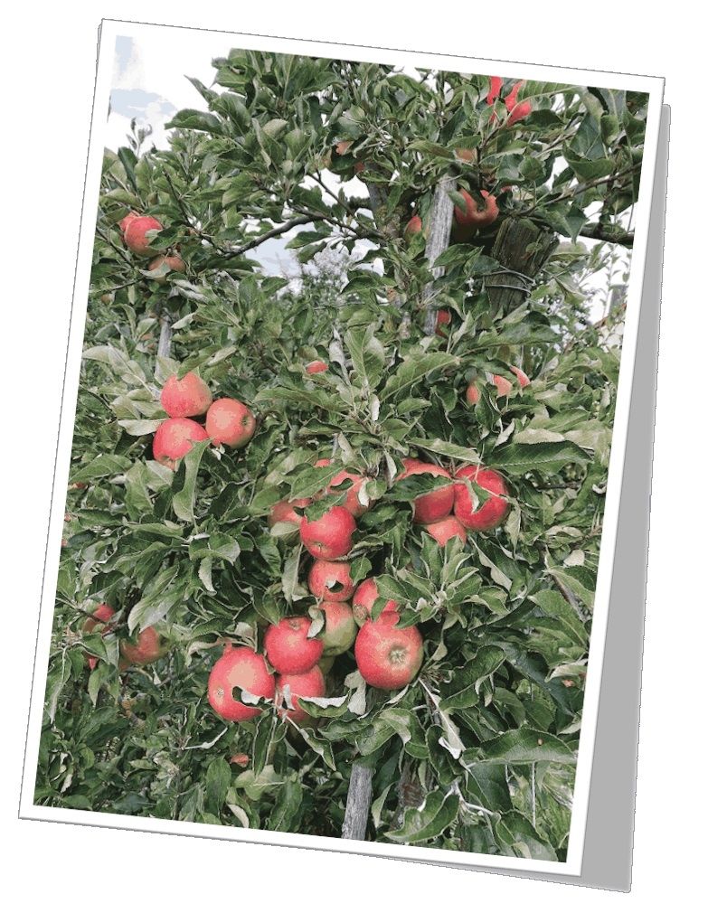 Ferienwohnung Obsthof Häberle