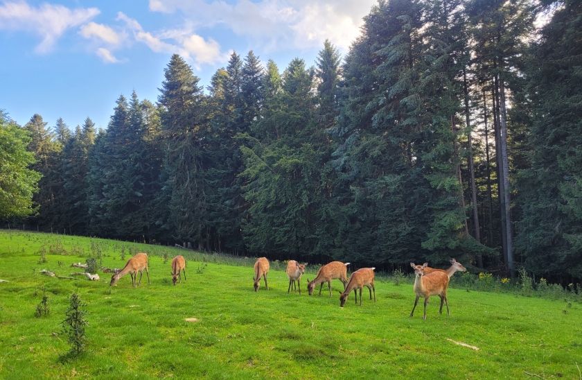 Sika-Hirsche im Tiefenacker