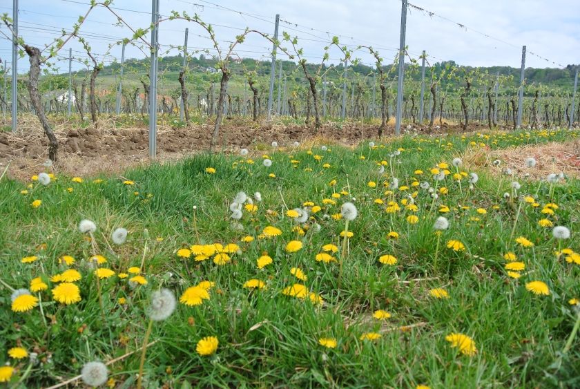 Frühlingserwachen in den Weinbergen