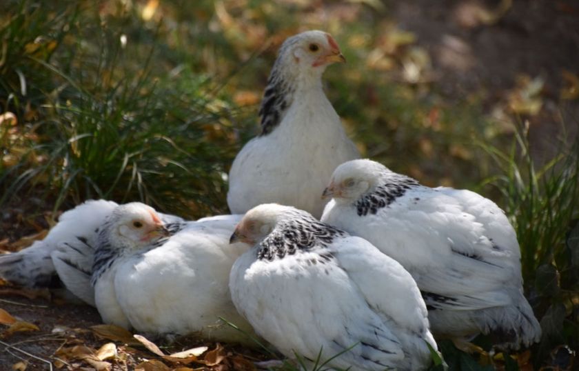 Vogtbenedikthof im Schwarzwald