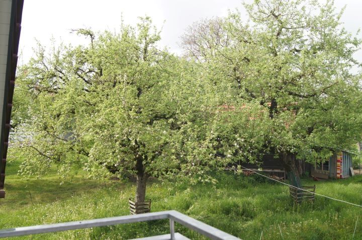 Ferienwohnungen im Obstgarten
