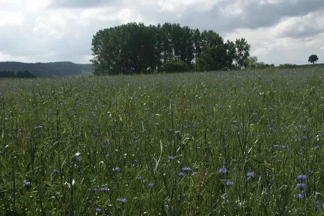 Campingpark Stromberg