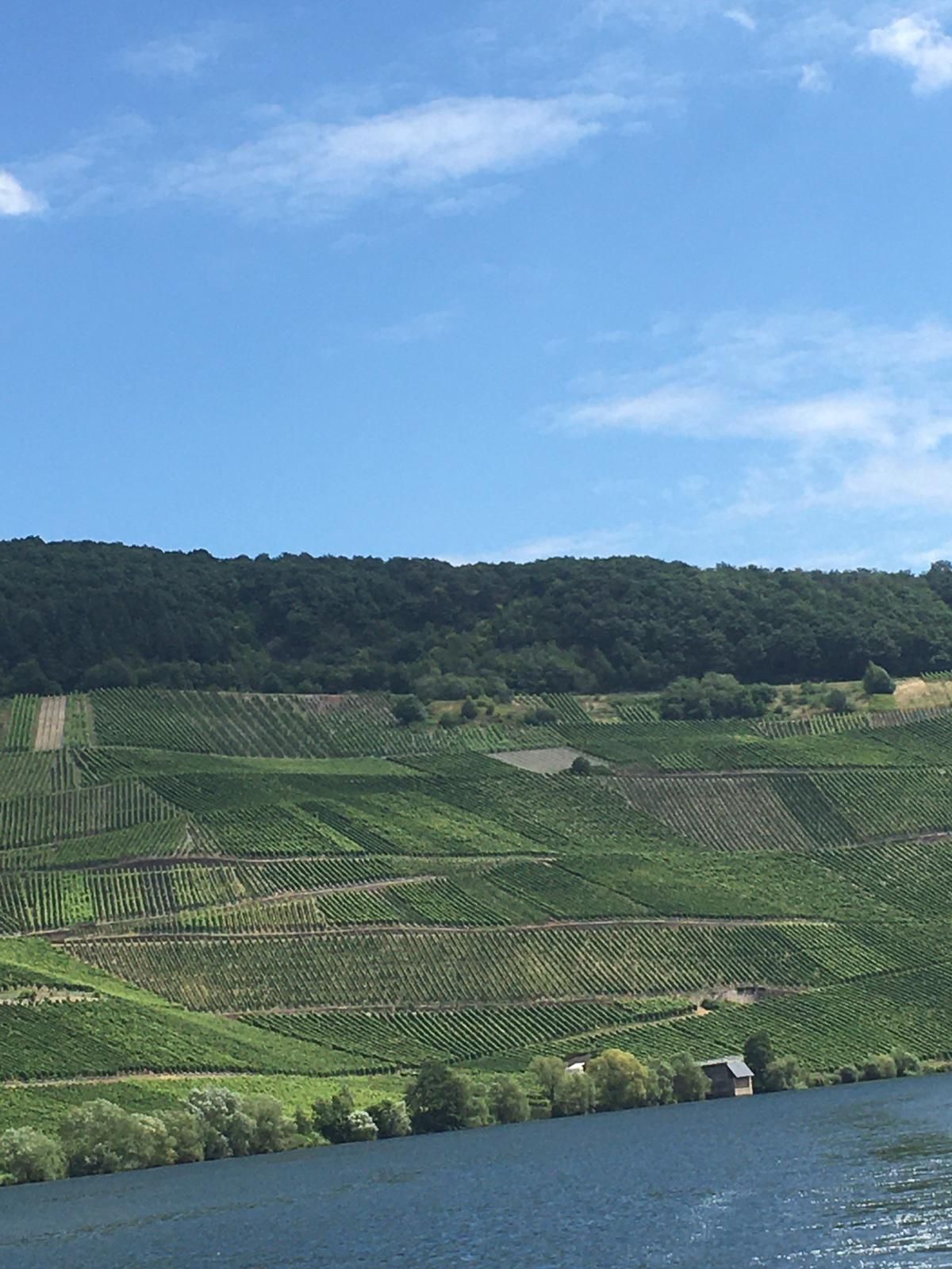 Ferienwohnung Riesling im Gästehaus Heidi an der Mosel