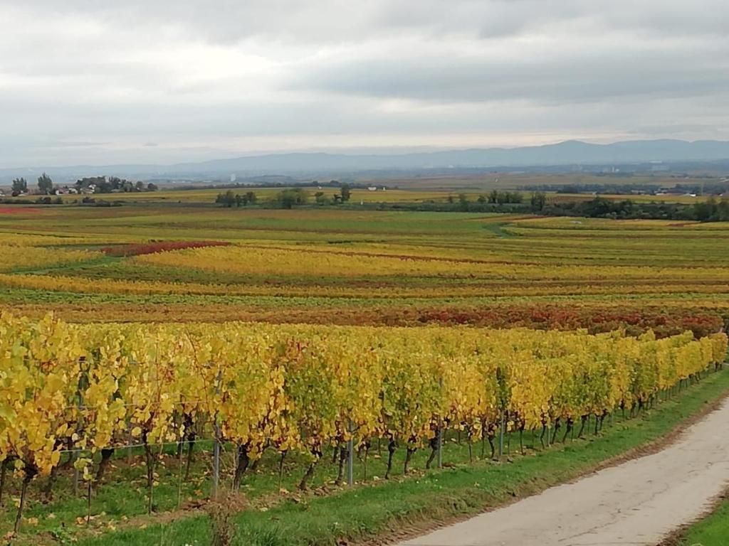 Ferienwohnung im Wonnegau