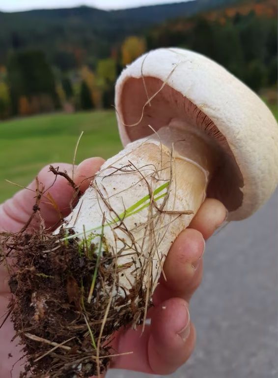 Ferienwohnung Sommerbergparadies