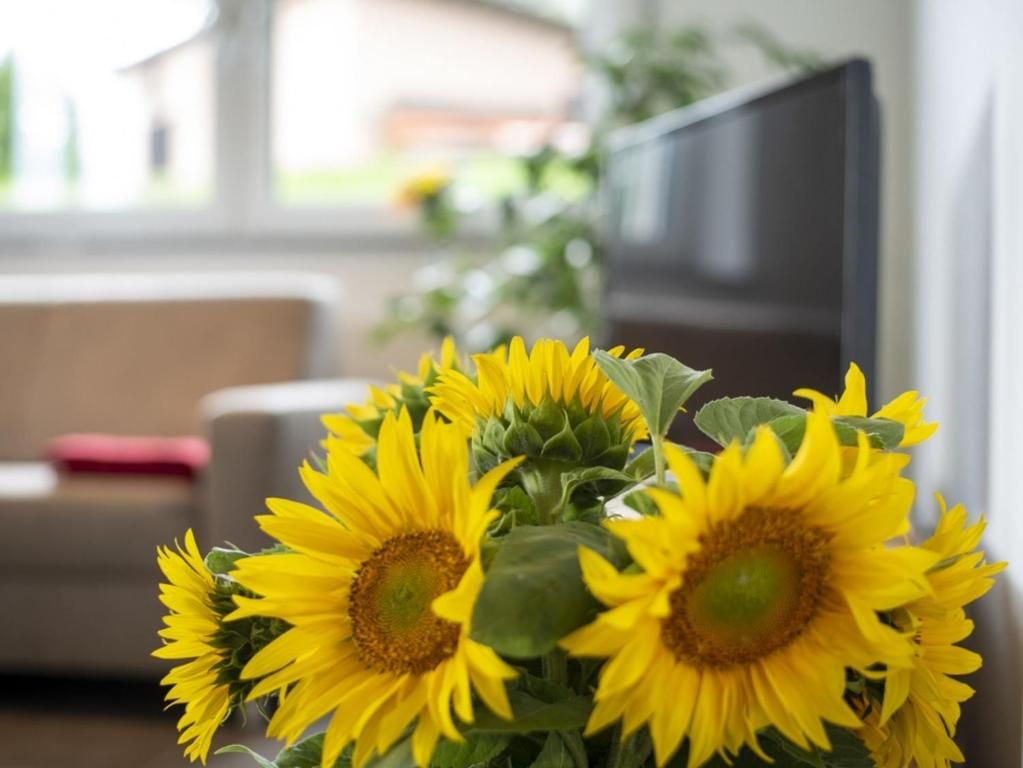 Ferienwohnungen Hof am Horn