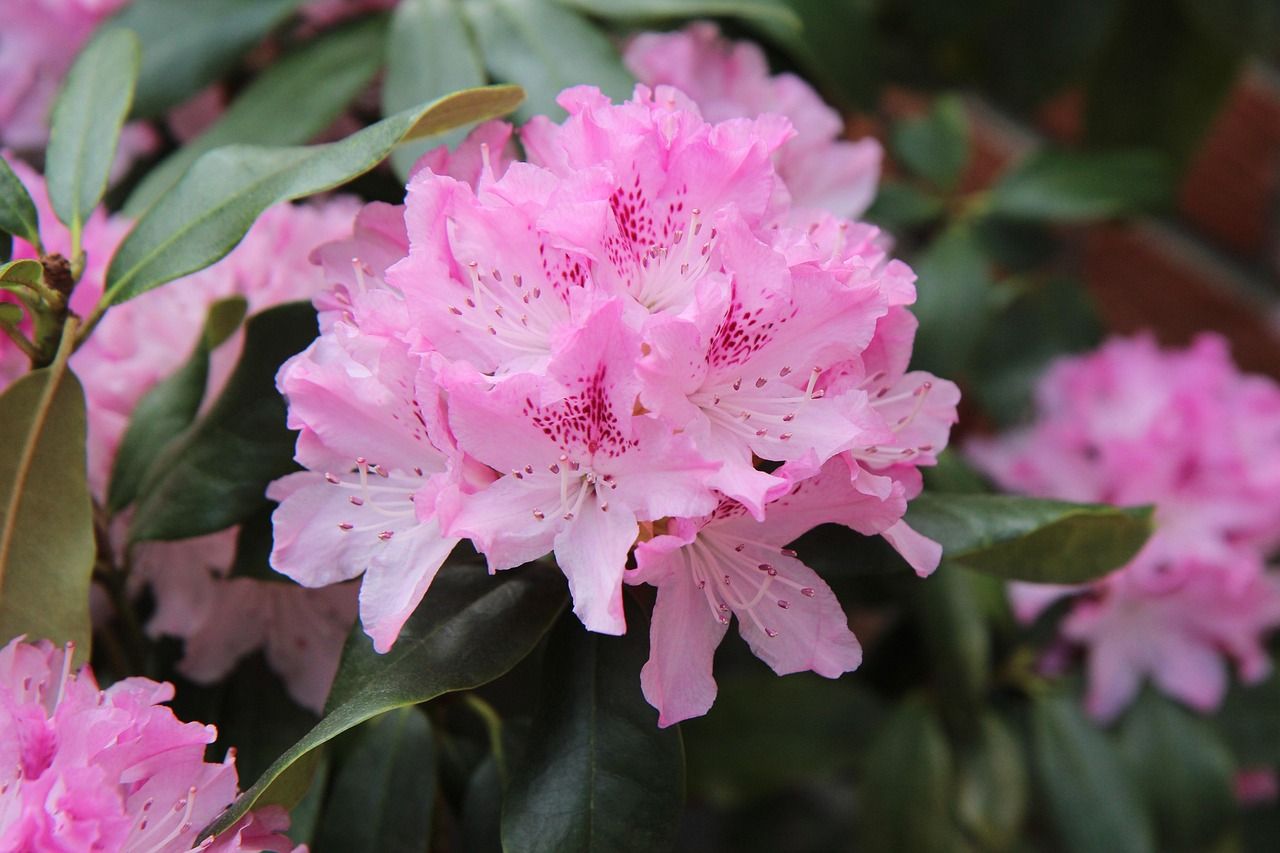 Rhododendronpark Karlsbad