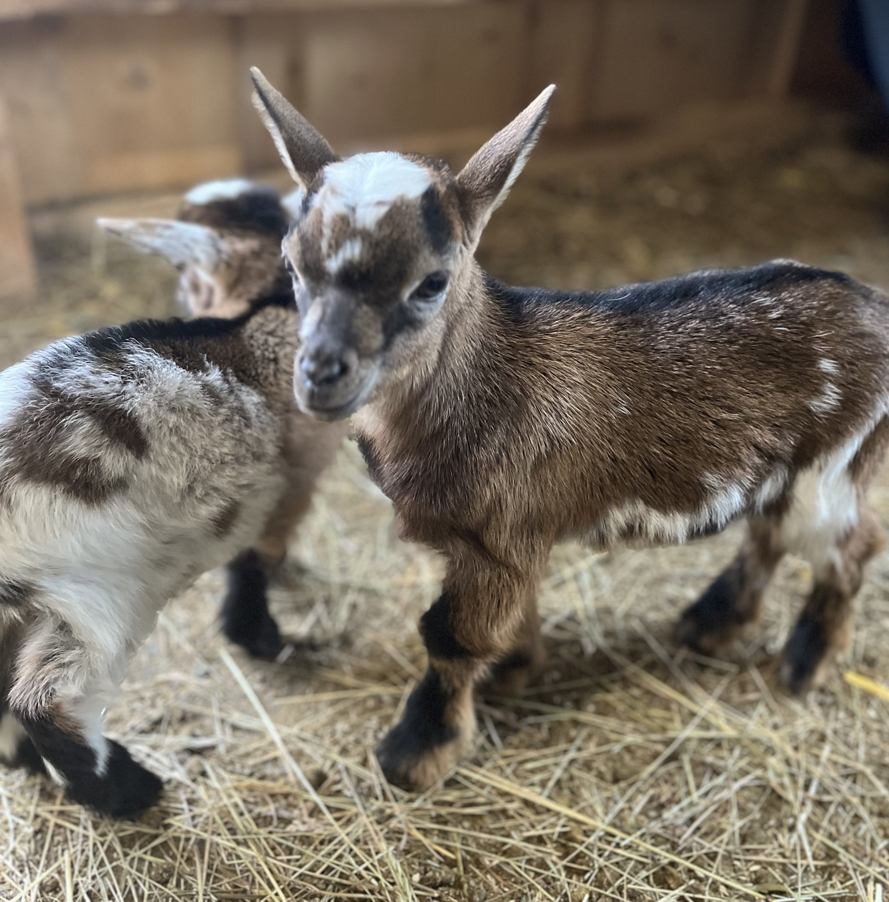 Ferienhof Brutoni Ferienwohnung Waldzauber 