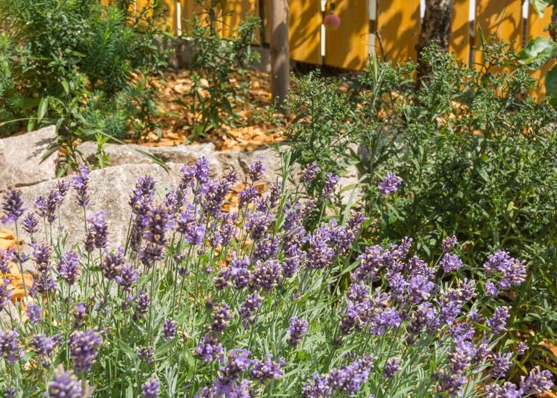 Ferienhaus Apfelbäumchen Hochschwarzwald