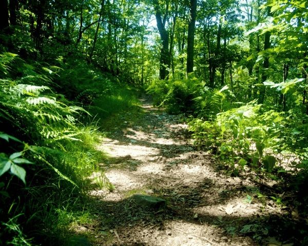 Ferienwohnung Rothenbusch