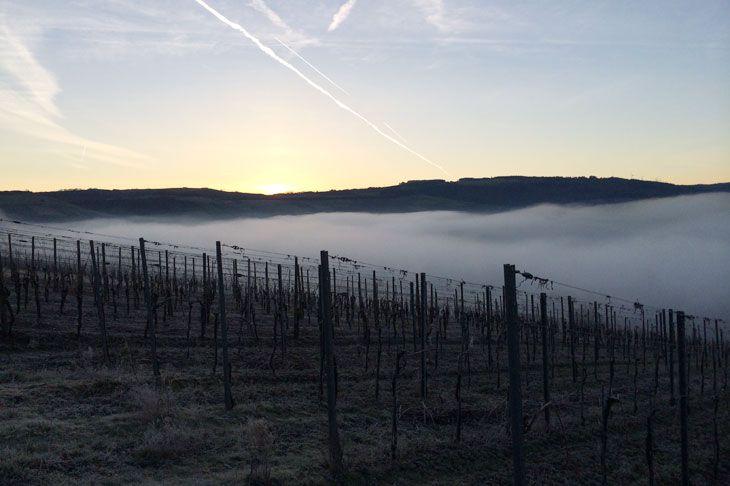 Weingut-Ferienwohnung Willems