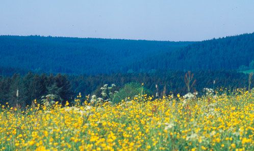 Gasthof zum Löwen Enzklösterle
