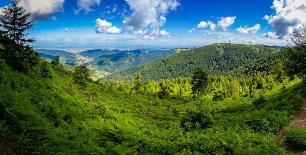 Ferienwohnung Tannenduft