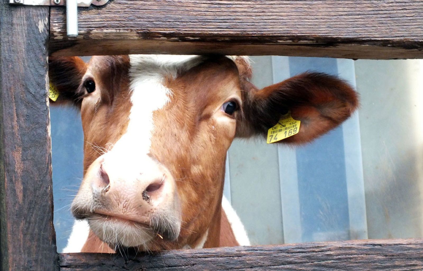 Vogtbenedikthof im Schwarzwald