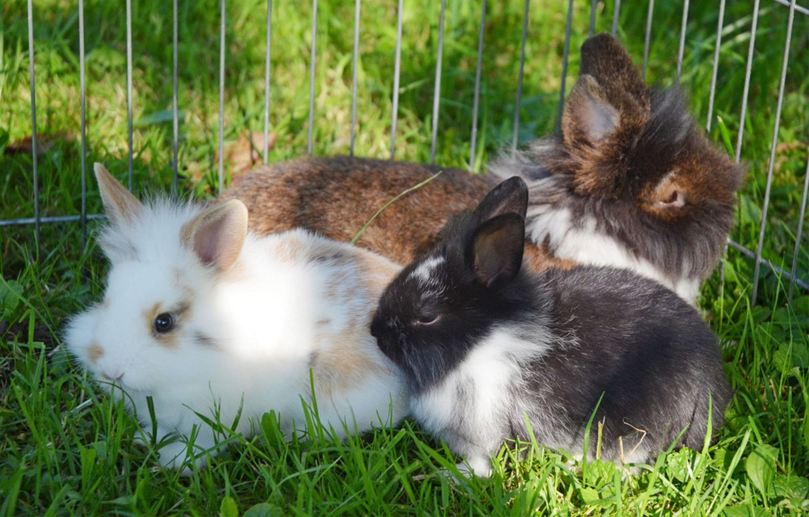 Vogtbenedikthof im Schwarzwald