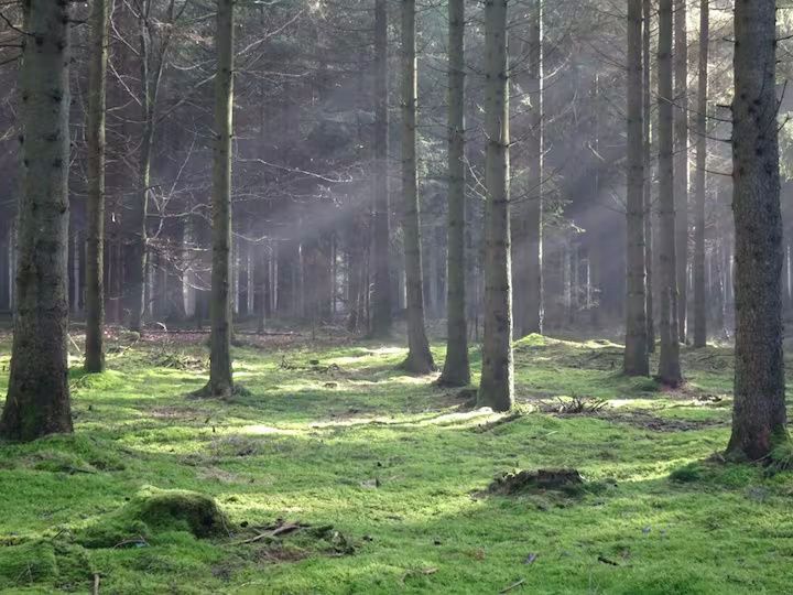 Ferienwohnung Mitten in der Natur