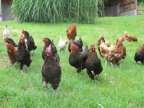 Ferienhaus Schreilegrundhof