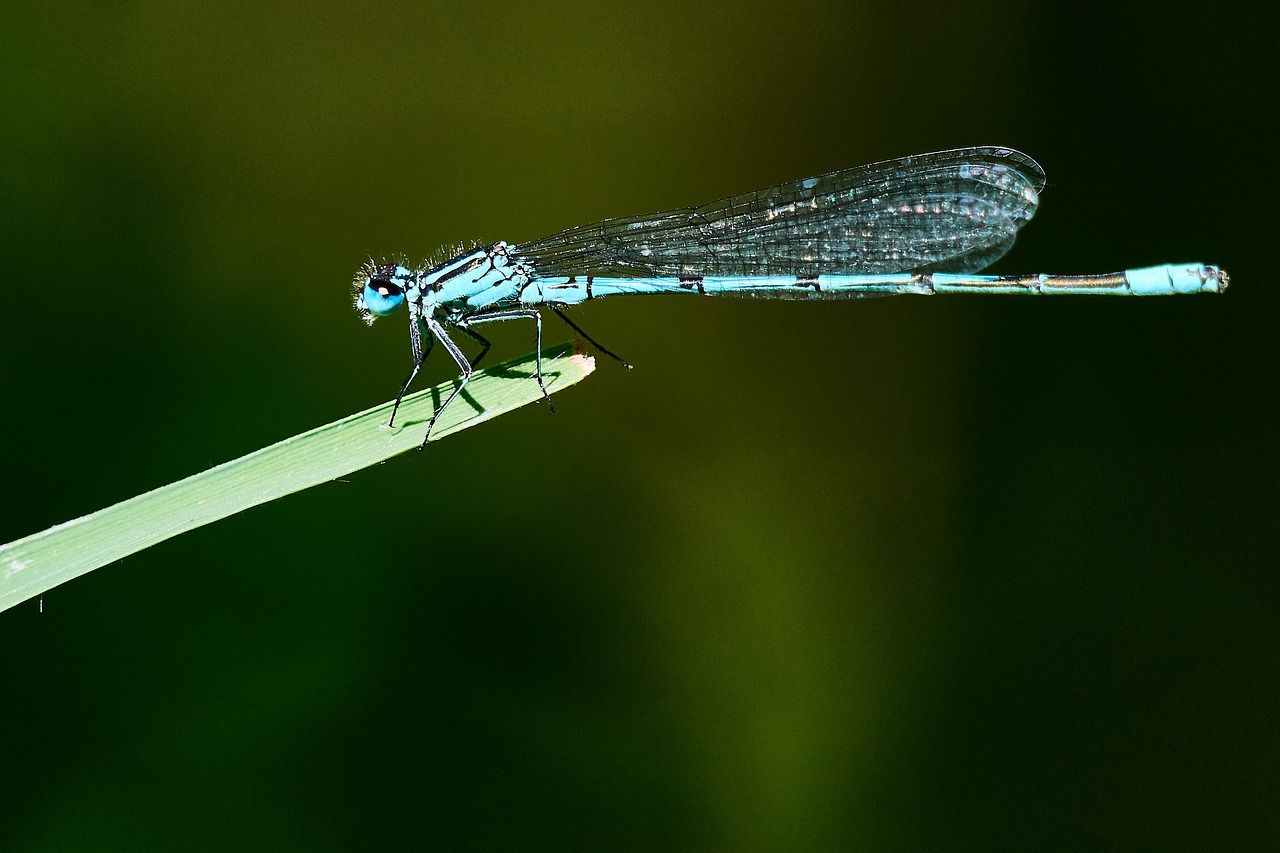 Naturschutzgebiet Wernauer Baggerseen