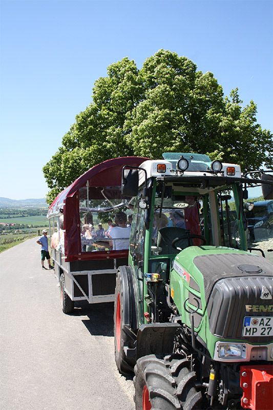 Weingut Marco Pfennig - Winzer aus Leidenschaft