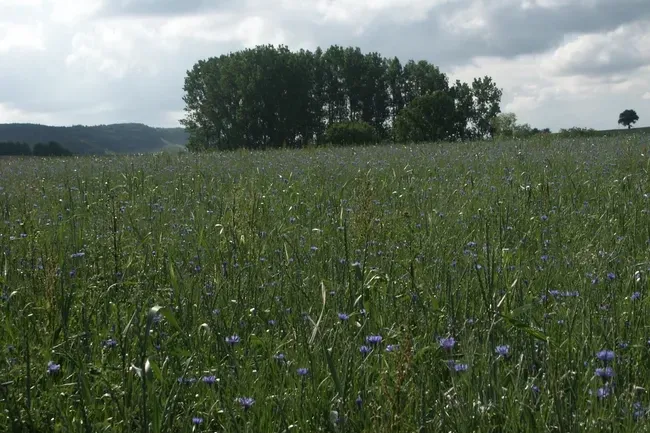 Campingpark Stromberg