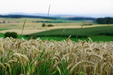 Urlaub in Singen am Hohentwiel