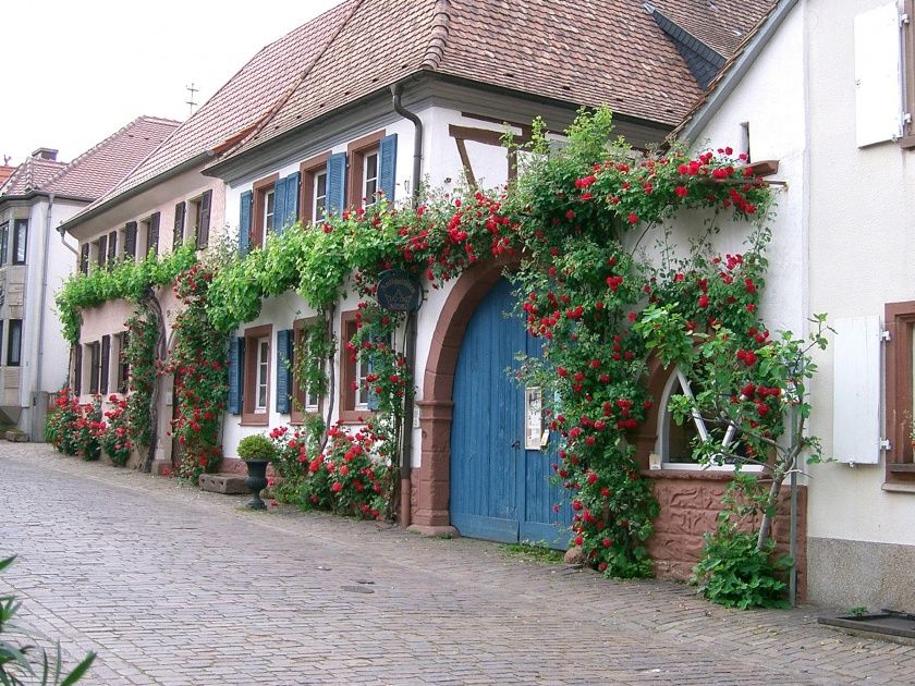 Heimat- und Blütenfest in Rhodt unter Rietburg Heimat- und Blütenfest in Rhodt unter Rietburg
