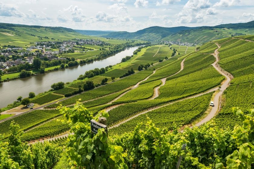 Wein-Straßenfest in der Nussbaumalleee Wein-Straßenfest in der Nussbaumalleee