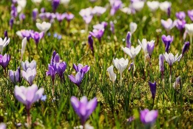crocuses-3237701_1280.jpg