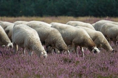 Traufgang Wacholderhöhe Traufgang Wacholderhöhe