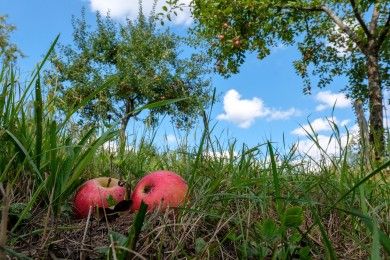Hirschauer Spitzbergwegle Hirschauer Spitzbergwegle