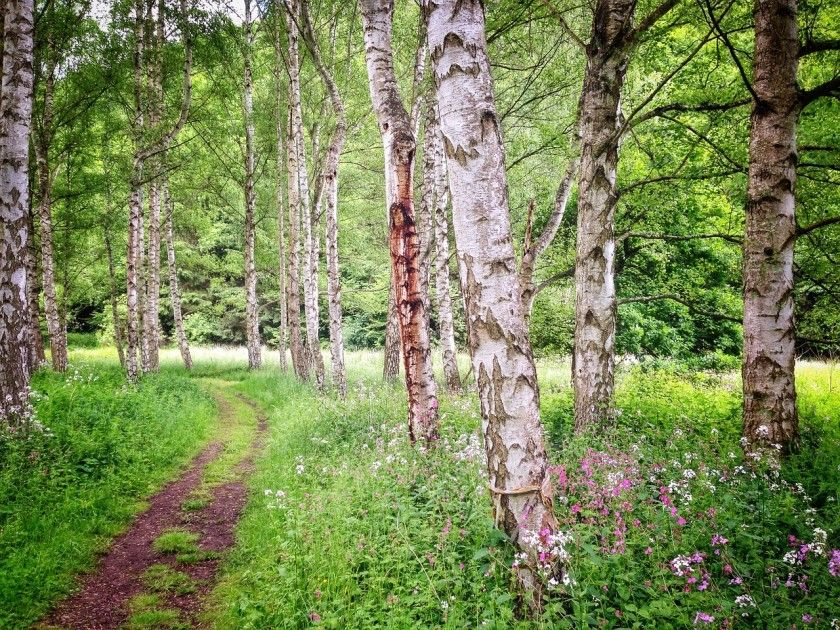 Sieben Waldwunder: Historischer Rundwanderweg Leistadt